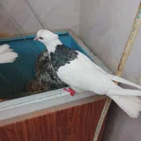 کبوتر ..