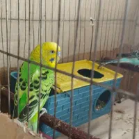 یک جفت مرغ عشق با بچه|پرنده|چهاربرج, |دیوار