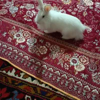 خرگوش سفید زیبا