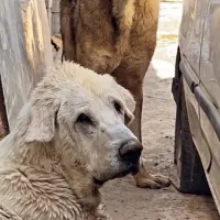 سگ پژدر