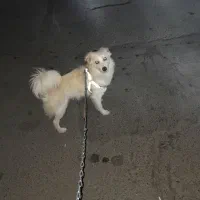 سگ نژاد اشپیز تریرنر ۱ملیون