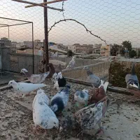 کبوترپرنده