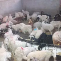 گوسفند زنده باقراباد|حیوانات مزرعه|کرمان, |دیوار