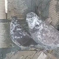 کبوتر گرگی خال قدیم|پرنده|کوهدشت, |دیوار