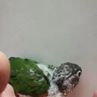 جوجه سرلاکی گرین چیک گرینچیک طوطی  عروس کوتوله|پرنده|مشهد, کوی المهدی|دیوار