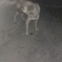 سگ سراب