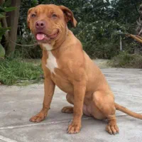 سگ پیت بول ۶ماهه|سگ|رامسر, |دیوار