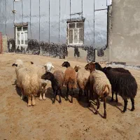 گوسفند بره قوچ|حیوانات مزرعه|سرپل ذهاب, |دیوار