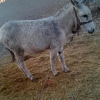 الاغ|حیوانات مزرعه|اسلام‌‌آباد غرب, |دیوار