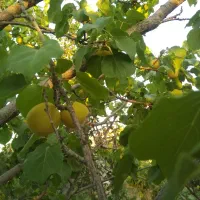باغ-قلعه-سفید-550-متری