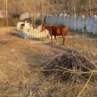 فروش مادیان ۴سال|اسب و تجهیزات اسب‌سواری|توتکابن, |دیوار