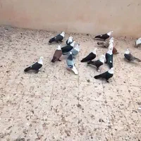 کبوتر کربلایی|پرنده|کهک, |دیوار