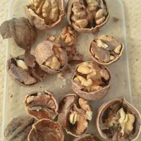 گردو درجه یک|خوردنی و آشامیدنی|نهاوند, |دیوار