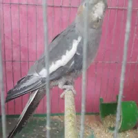 عروس هلندی ماده|پرنده|ابهر, |دیوار