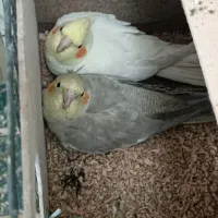 عروس هلندی کاملآ دستی