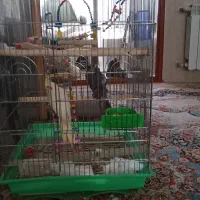 عروس هلندی نرماده رام|پرنده|سنقر, |دیوار