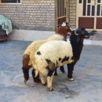قوچ