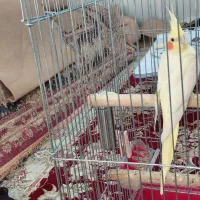 فروش فوری تخم نطفه دار عروس هلندی