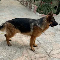 فروش سگ ( نژاد ژرمن ) شولاین|سگ|شهریار, شهریار|دیوار