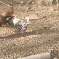 مرغ محلی|حیوانات مزرعه|رودهن, |دیوار