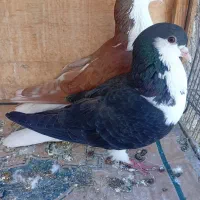 کفتر چادری ، پلاکی