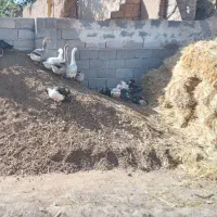 غاز و اردک شوروی (روسی )