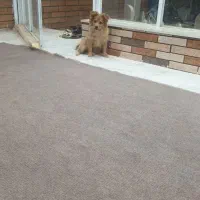 سگ پامر|سگ|مسجد سلیمان, |دیوار