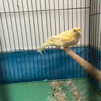 یک جفت قناری لیمویی