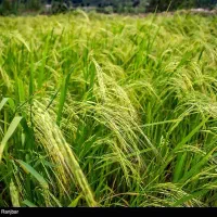 فروش شالیزار برنج