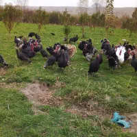 بوقلمون|حیوانات مزرعه|مشگین شهر, |دیوار