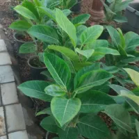 حجامت گرم وسرد بهاره