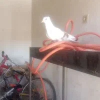 کبوتر
