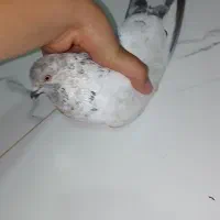 کفتر  تهرانی  درجه یک ساعتی نرو ماده