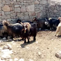 بزترکی‌معاوضه‌بامیش|حیوانات مزرعه|ایذه, |دیوار