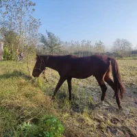 ۱عدد اسب نریان نژاد ۲رگ به همراه ۱عدد بز ماده|اسب و تجهیزات اسب‌سواری|آستانه اشرفیه, |دیوار