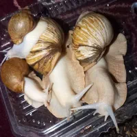 حلزون طبی، حلزون تراپی و تکثیر و کلاژن سازی