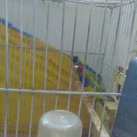 فنچ گلدین|پرنده|قوچان, |دیوار