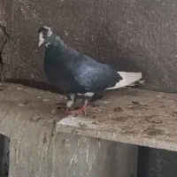 نرماده البغ سیاه