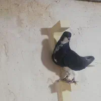 شهری سیاه ماده
