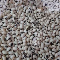 لوبیا|عمده‌فروشی|حمیدیه, |دیوار