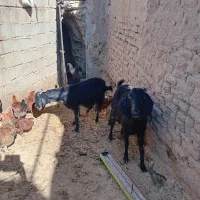 دوعدد بز چاق فروشی