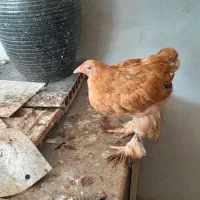 مرغ و خروس|حیوانات مزرعه|مرزیکلا, |دیوار