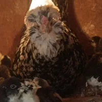 گلین،جوجه، تخم نطفه دار