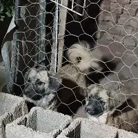 سگ اشپیتز پامر|سگ|کرمان, |دیوار