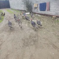 فروش بوقلمون