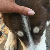 هاسکی|سگ|بندر ماهشهر, |دیوار