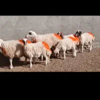 میش جملی|حیوانات مزرعه|کاشمر, |دیوار