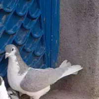 کبوتر ساده چپ خطکشی