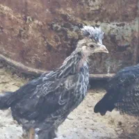 فروش جوجه محلی و بوقلمون