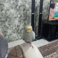 طوطی عروس|پرنده|صومعه‌سرا, |دیوار